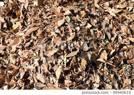 Fallen leaves Fallen leaves 98940618