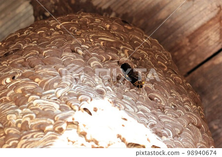 A dangerous hornet coming out of a huge nest under the eaves of a farmhouse in Yuzu no Sato Moroyama Town. A dangerous hornet coming out of a huge nest under the eaves of a farmhouse in Yuzu no Sato Moroyama Town. 98940674