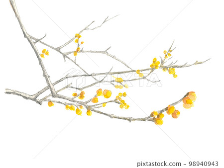 分枝五香粉（冬梅）的插圖[手繪水彩畫]白背複製空間 98940943