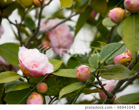 pink camellia blossoms in tree. 98941045