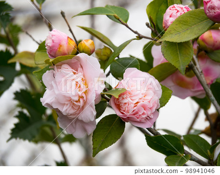 pink camellia blossoms in tree. pink camellia blossoms in tree. 98941046