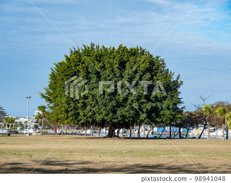 Large banyan trees in park. 98941048