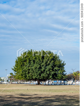 Large banyan trees in park. 98941049