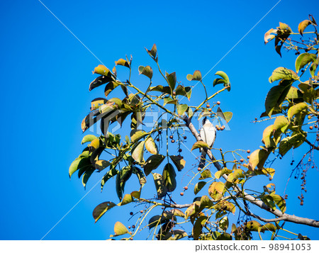 Chinese Bulbul or Light vented Bulbul perched on a tree branch and eating fruit. 98941053