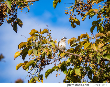 Chinese Bulbul or Light vented Bulbul perched on a tree branch and eating fruit. 98941065