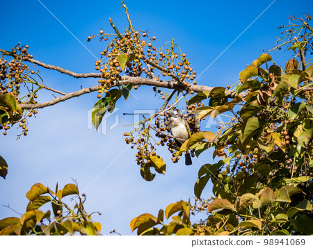Chinese Bulbul or Light vented Bulbul perched on a tree branch and eating fruit. 98941069