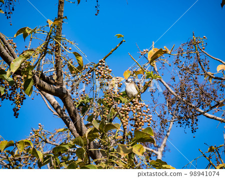 Chinese Bulbul or Light vented Bulbul perched on a tree branch and eating fruit. 98941074