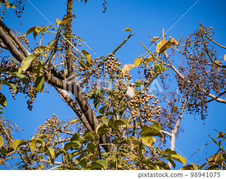 Chinese Bulbul or Light vented Bulbul perched on a tree branch and eating fruit. 98941075