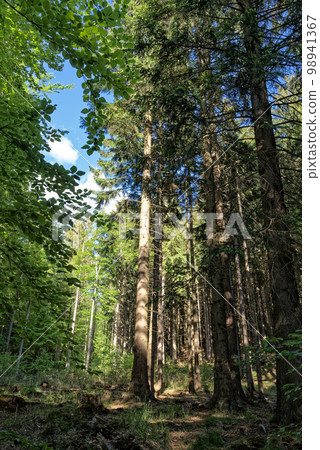 Pine forest in Harz national park, Germany 98941367
