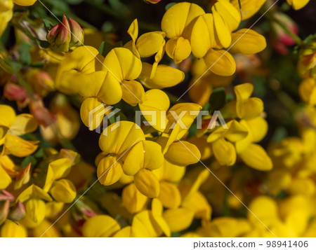 Lots of flowers with yellow petals close-up. Flowers of the furze plant, macro. The plant is in bloom. Yellow petals in macro Lots of flowers with yellow petals close-up. Flowers of the furze plant, macro. The plant is in bloom. Yellow petals in macro 98941406
