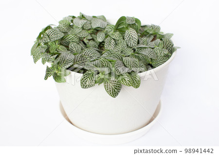 觀賞植物 Fittonia 觀賞植物 Fittonia 98941442