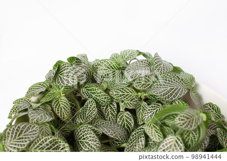 觀賞植物 Fittonia 觀賞植物 Fittonia 98941444