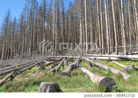 Dead spruce forest on sunny day. Harz National Park in Germany 98941710