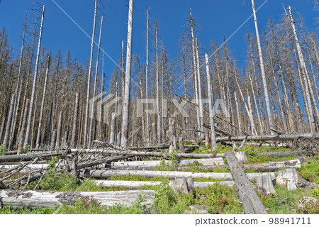Dead spruce forest on sunny day. Harz National Park in Germany 98941711