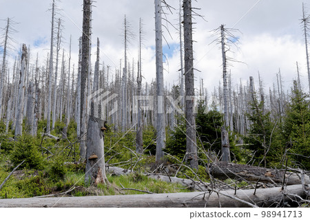 Dead spruce forest in Harz National Park in Germany 98941713