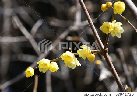 Rowbai (wax plum) 98941729