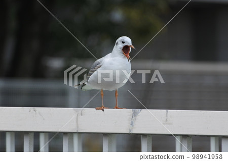 Seagulls crying 98941958