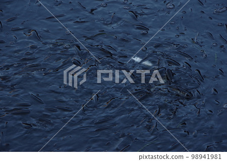 Flock of Bora 98941981