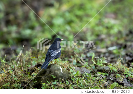 grey winged blackbird or Turdus boulboul bird closeup in natural green background foothills of himalayas at manila forest of uttarakhand india asia 98942023