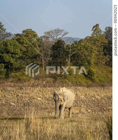 wild asian elephant or tusker or Elephas maximus indicus head on strolling or walking in winter morning light and scenic landscape at dhikala zone of jim corbett national park forest uttarakhand india wild asian elephant or tusker or Elephas maximus indicus head on strolling or walking in winter morning light and scenic landscape at dhikala zone of jim corbett national park forest uttarakhand india 98942025