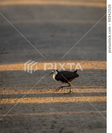 White breasted waterhen or Amaurornis phoenicurus on move crossing forest track at keoladeo national park or bharatpur bird sanctuary rajasthan india asia White breasted waterhen or Amaurornis phoenicurus on move crossing forest track at keoladeo national park or bharatpur bird sanctuary rajasthan india asia 98942026