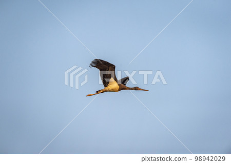 Black stork or Ciconia nigra bird flying high with full wingspan in blue sky background in forest of panna national park madhya pradesh india asia 98942029