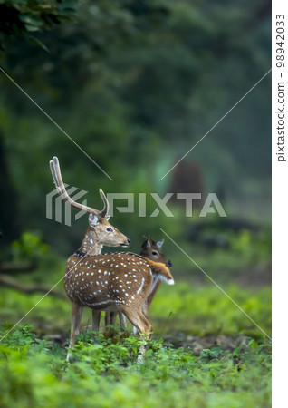 big antler male spotted deer or chital or axis deer or axis axis in wild natural green scenic background in winter outdoor wildlife safari at dhikala jim corbett national park forest uttarakhand india 98942033