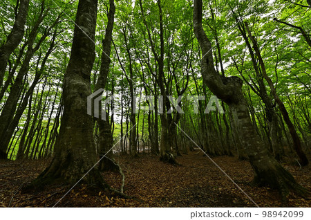 Beech forest of Mt. Beech forest of Mt. 98942099