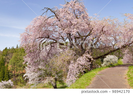 "Bansho no Sakura" (Benishidarezakura) in Tateya, Ogawa Village, Nagano Prefecture 98942170