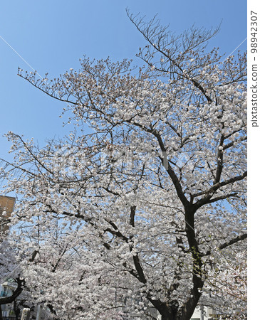 Cherry Blossoms	 98942307