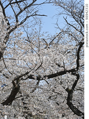 Cherry Blossoms	 98942310