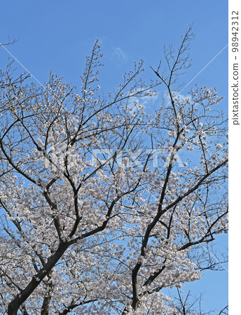 櫻桃樹 櫻桃樹 98942312