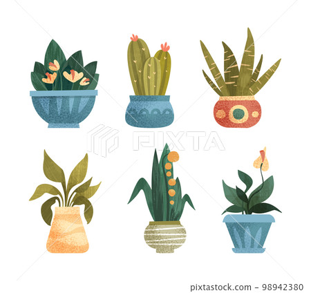 Green Plants and Botany Growing in Ceramic Pots as Home Decor Vector Set Green Plants and Botany Growing in Ceramic Pots as Home Decor Vector Set 98942380