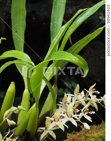 Coelogyne lentiginosa Progenitor of orchids 98942409