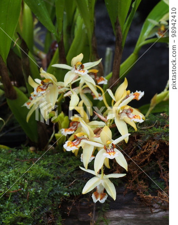 Coelogyne lentiginosa Progenitor of orchids 98942410