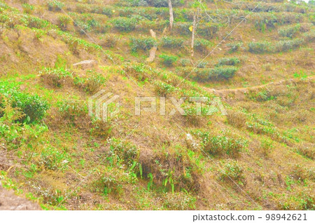 Cut and pruned tea garden on mountain slope. Farm Landscape Scenery. Darjeeling West Bengal India South Asia Pacific 98942621