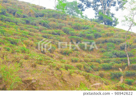 Cut and pruned tea garden on mountain slope. Farm Landscape Scenery. Darjeeling West Bengal India South Asia Pacific Cut and pruned tea garden on mountain slope. Farm Landscape Scenery. Darjeeling West Bengal India South Asia Pacific 98942622
