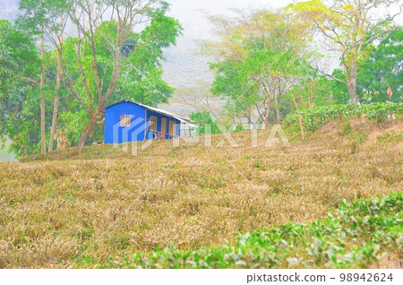 A wooden farm house at a distance with cut and pruned tea gardens in the foreground. Darjeeling West Bengal India South Asia Pacific in December 98942624