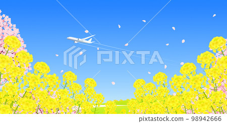 油菜花田和成排的櫻花樹背景素材 98942666