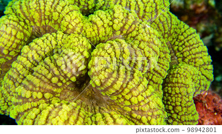 Soft Coral, North Sulawesi, Indonesia 98942801