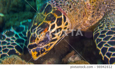 Hawksbill Sea Turtle, North Ari Atoll, Maldives Hawksbill Sea Turtle, North Ari Atoll, Maldives 98942812
