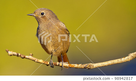 Female Black Redstart, Mediterranean Forest, Spain Female Black Redstart, Mediterranean Forest, Spain 98942817