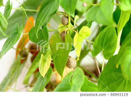 Chinese yam, lat. Dioscorea opposita with bulbils, harvest in autumn Chinese yam, lat. Dioscorea opposita with bulbils, harvest in autumn 98943119