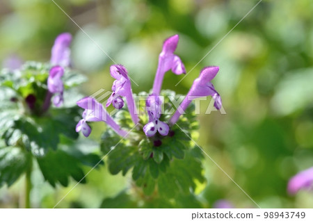 霍托肯諾扎 霍托肯諾扎 98943749