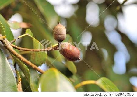 Arakashi no Oe 98943899