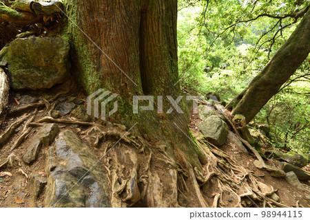 Climbing Mount Tsukuba, Ibaraki Prefecture 98944115