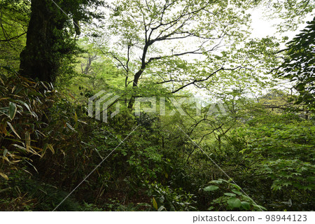 Climbing Mount Tsukuba, Ibaraki Prefecture 98944123