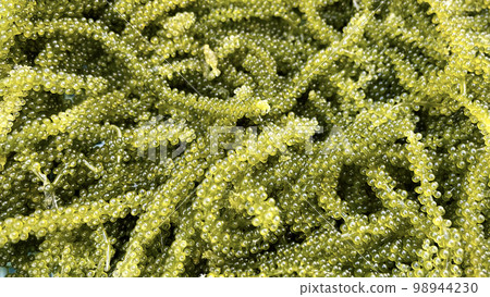 fresh sea grapes okinawa kubirezuta green caviar close-up 98944230