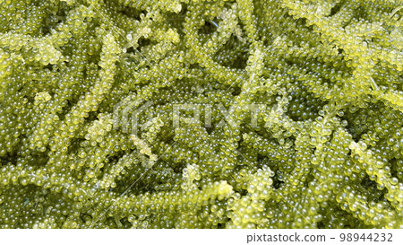 fresh sea grapes okinawa kubirezuta green caviar close-up 98944232