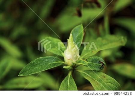 杜鵑花花蕾的特寫 98944258
